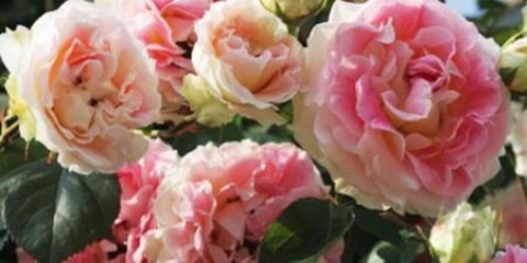 Ruža penjačica cezar (julije cezar): fotografija i opis, recenzije